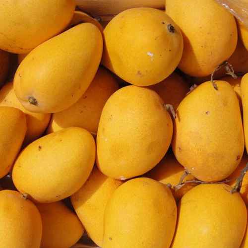 Mango Manufacturers in Ranchi