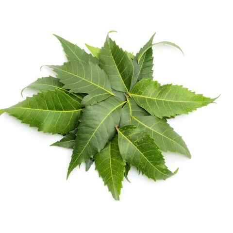 Neem Manufacturers in Ranchi