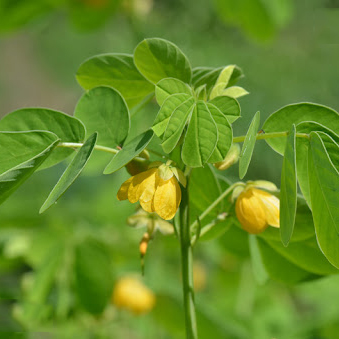 Sicklepod Seeds Manufacturers in Ranchi